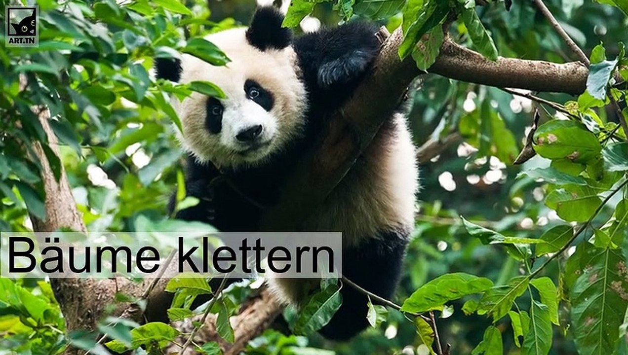 5 Interessante Fakten über Giant About