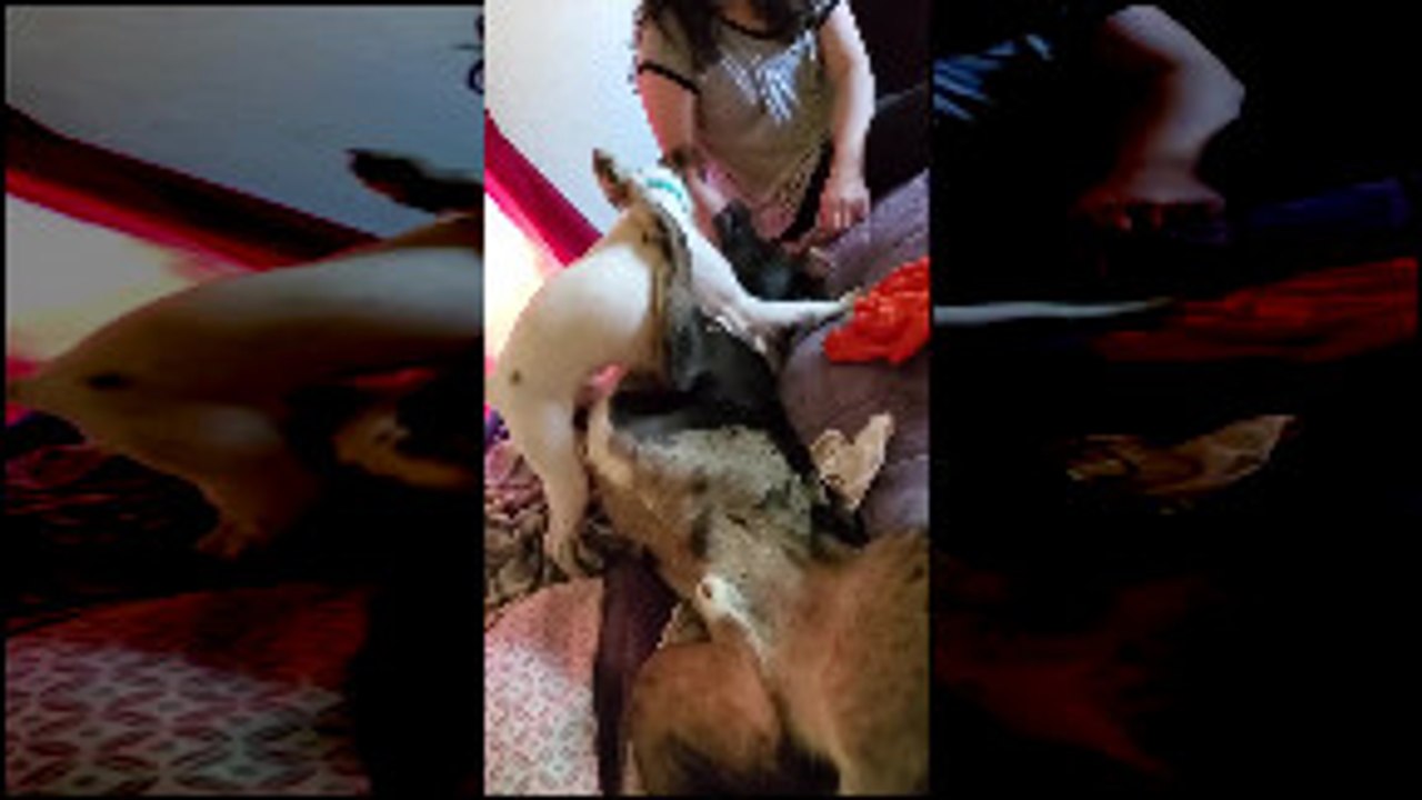 Dog Kicks New Friend Off Bed