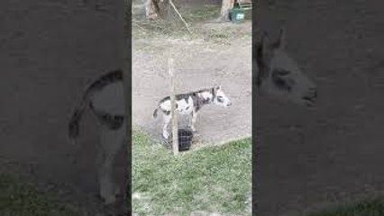 Neighborhood Donkey Makes Excellent Alarm Clock