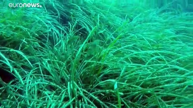 En Corse, un nouveau type de bouée pour protéger les fonds marins des ancres des bateaux