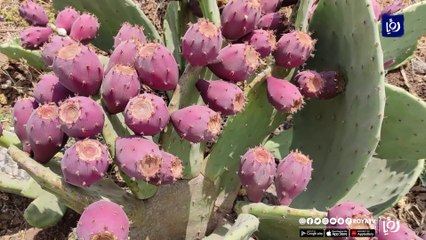 الصبر الملون.. فاكهة جديدة تدخل الأسواق قريبا