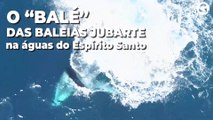 O “balé” das baleias jubarte na águas do Espírito Santo