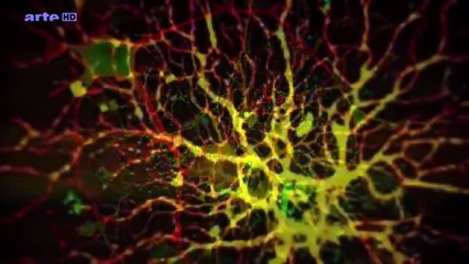 Les mystères du cerveau Humain -   HD