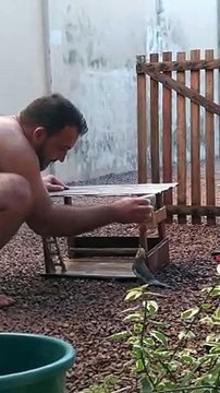 Cockatiel Sings as Owner Cleans