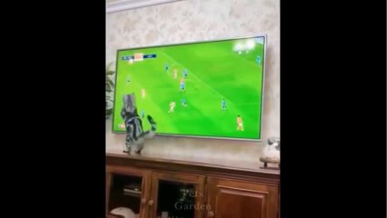 WHICH FOOTBALL TEAM DOES THE CAT SUPPORTING?