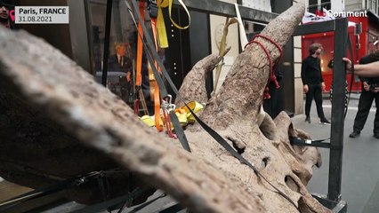 World's largest triceratops skeleton on display in Paris