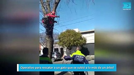 Operativo para rescatar a un gato que se subió a lo más de un árbol