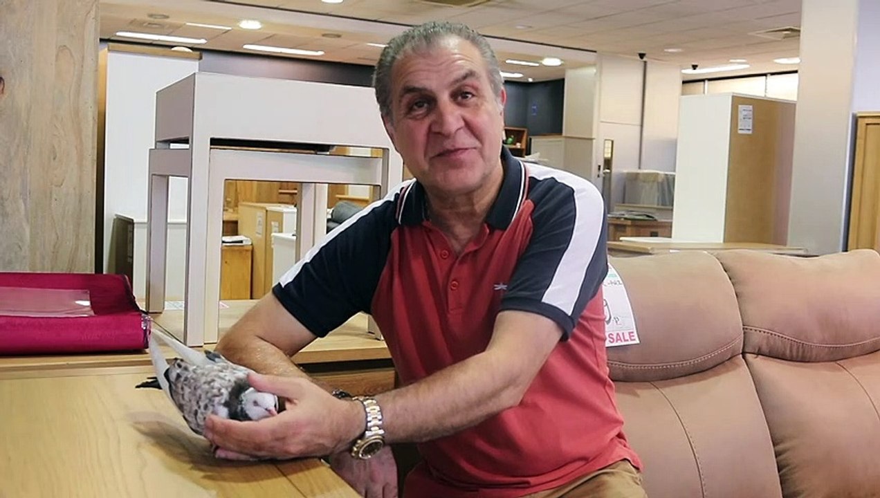 Mr Pine and his pet pigeon