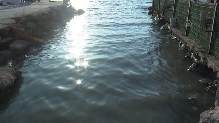 Çengelköy Bekar Deresi'ndeki kötü koku çevreye rahatsızlık veriyor