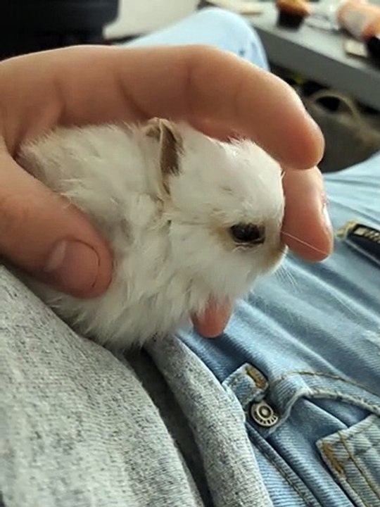 Baby Bunny loves getting strokes!