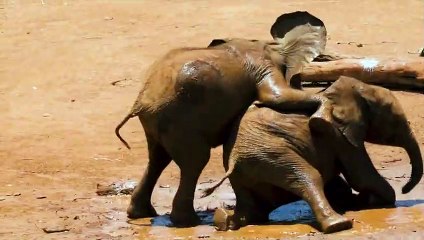 Cool little baby elephants playing mud