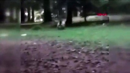 Artvin'de ormanda ayıyla selfie