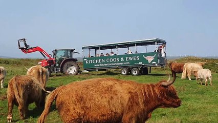 Kitchen Coos & Ewes