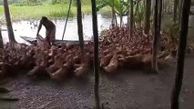 Duck Farming l How to Start Khaki Campbell Duck Farming in Bangladesh l