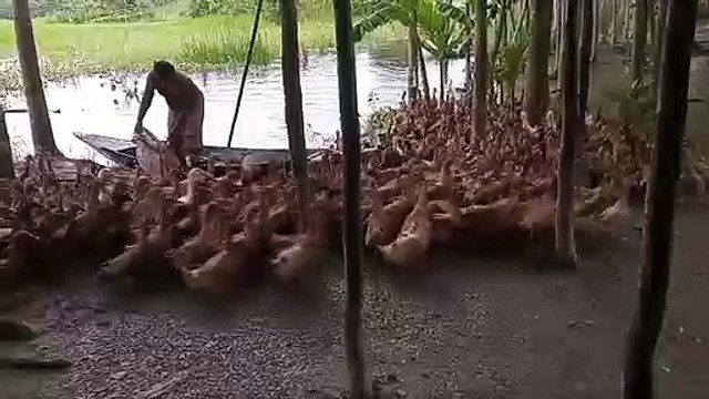 Duck Farming l How to Start Khaki Campbell Duck Farming in Bangladesh l