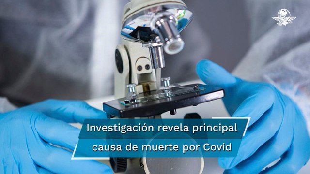 Acumulación de coronavirus en los pulmones, primera causa de muerte por Covid
