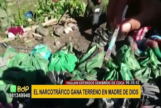 Sembríos ilegales de coca y narcoavionetas invaden Madre de Dios