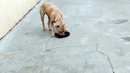 Moradora de Umuarama encontra cachorro no Alphaville e está em busca do tutor