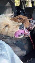 Golden Retriever Siblings are Best Friends