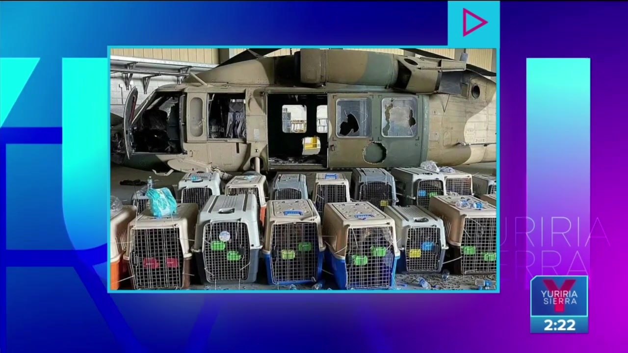 Estados Unidos abandona a perritos de trabajo en Afganistán