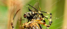 Así es como la araña tigre devora a sus presas