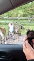 Wild Monkeys Meet Adopted Infant