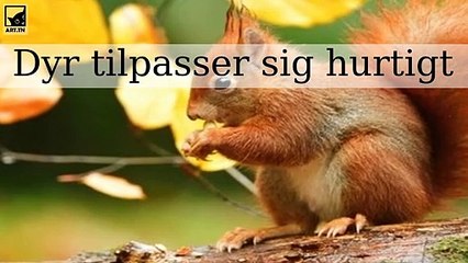 Dyr, der hurtigt tilpasser sig til at overleve i byer og nye klimaer