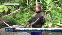 Warga Tangkap Ular Sanca Besar Di Pemukiman