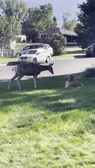 Deer and Dog Boop Snoots on Lawn
