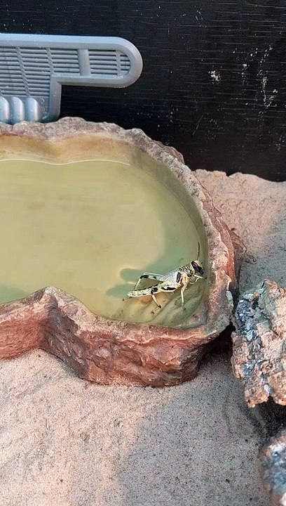 So cute, Locust has a drink of water
