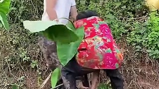 Top Funny Videos Laughing 2020 Amazing Best Funny and Laughing