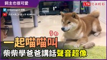 一起喵喵叫！柴柴學爸爸講話　聲音像到讓人超驚奇　