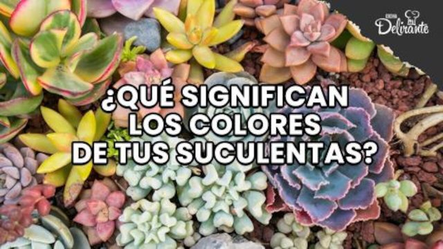¿Qué significan los colores de tus suculentas? | Cocina Delirante