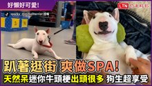 超懶「賤狗」就是要人拉著走！逛街全程趴地秒變賣場拖把