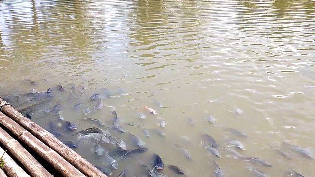 Fish in the pond