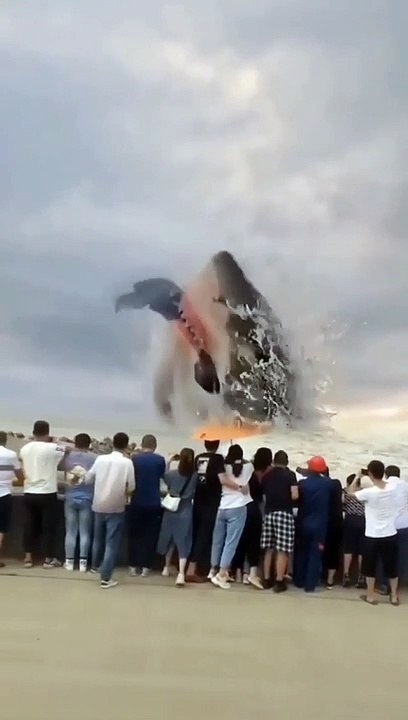 Fish flying