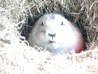 Scoubidou fait le craintif