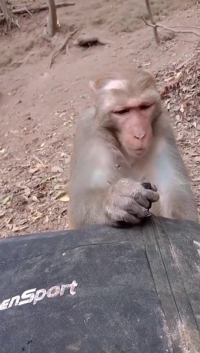 Funny Monkey