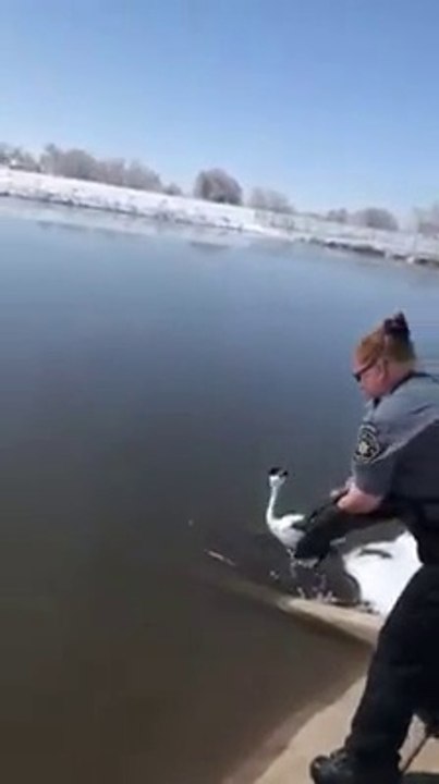 Grebe released to the waters and enjoying freedom