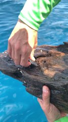 Tiny Fish Acting like Turtles