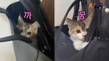 까꿍 놀이하는 아기 고양이 '집사 가방에 쏙'