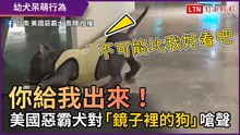你給我出來！呆萌美國惡霸犬對「鏡子裡的狗」嗆聲
