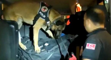 Narkotik köpeği 'Poyraz' uyuşturucuya geçit vermiyor