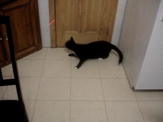 cat chasing a razor light