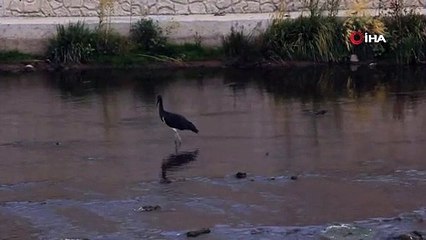 Türkiye'de nadir görülen kara leylek Sivas'ta görüntülendi