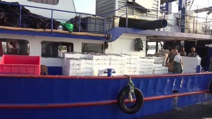 Av yasağının sona ermesiyle Didim'de balık bolluğu yaşandı