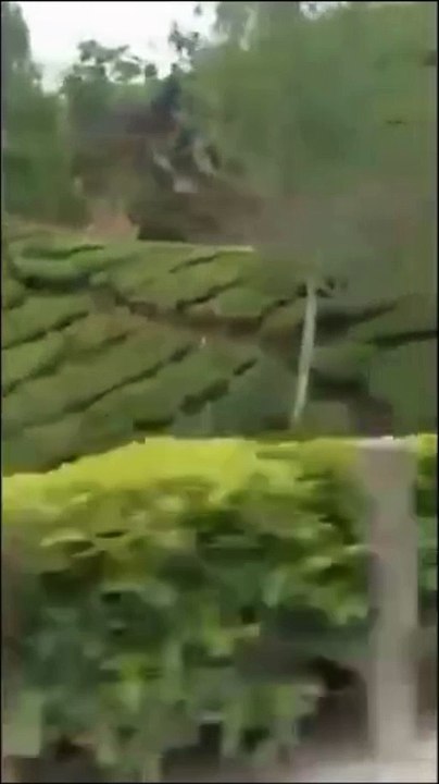 Beautiful Munnar tea garden