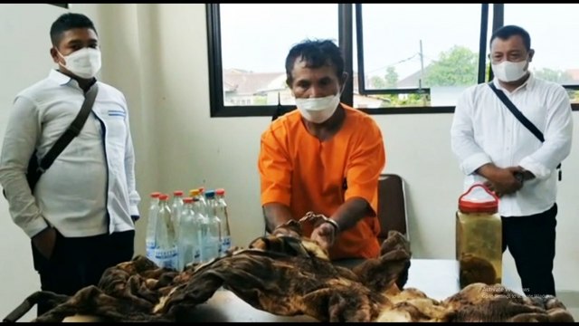 Polda Riau Berhasil Gagalkan Perdagangan Kulit Harimau Sumatera