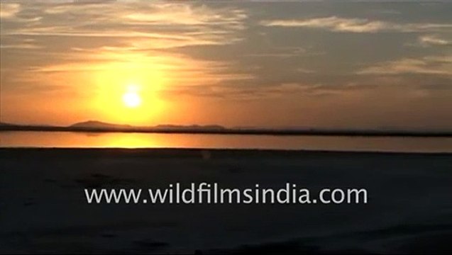 Group of flamingos in Sambhar Lake, Rajasthan