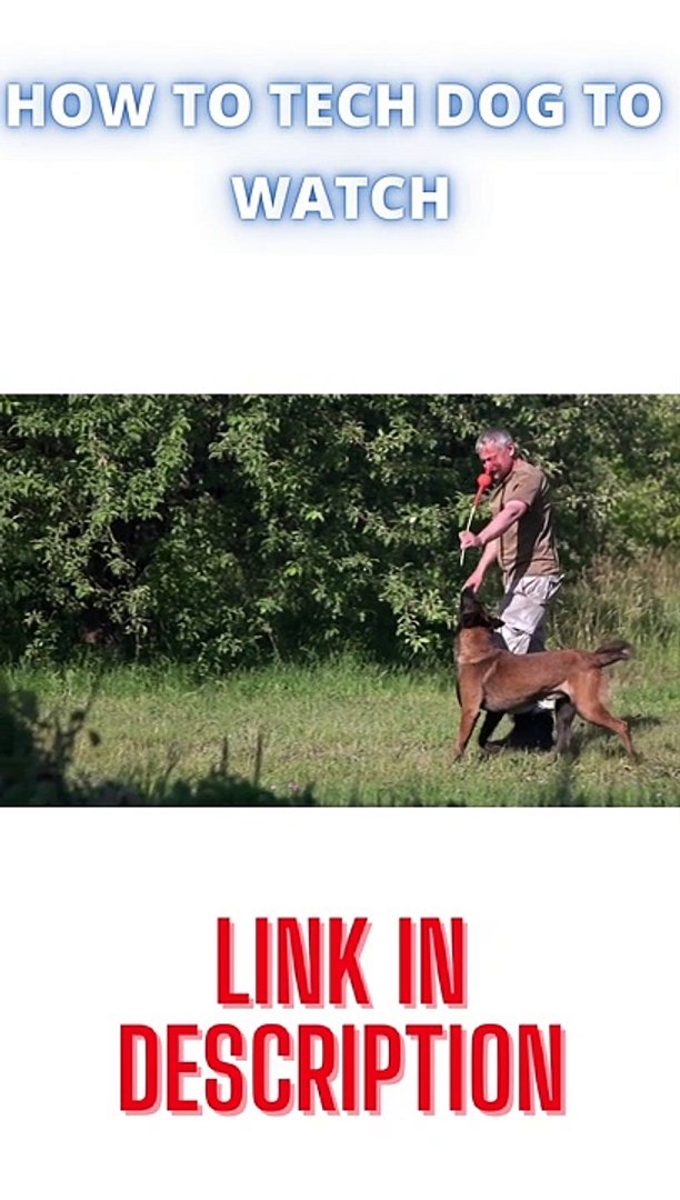 ⁣HOW TO TECH DOG WATCH CUTE DOG TEACH YOUR DOG